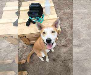 MAY - Female Shiba Inu-Unknown Mix Dog for Adoption - Photo #2