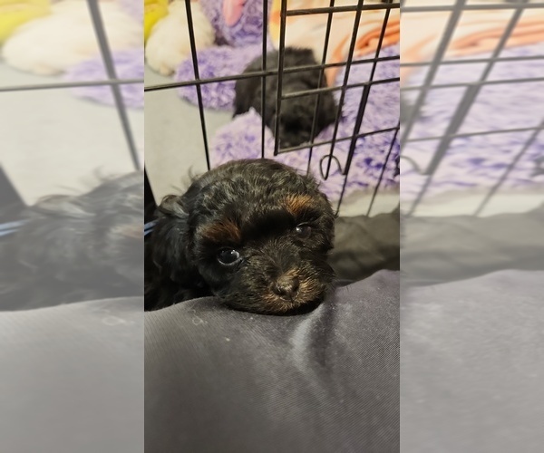Medium Photo #3 Poo-Shi Puppy For Sale in RICHMOND, MO, USA
