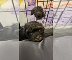 Small #2 Poo-Shi