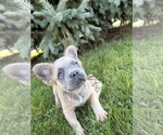 Small #2 French Bulldog
