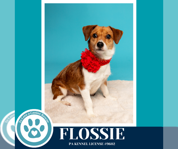 Medium Photo #5 Mutt Puppy For Sale in Kimberton, PA, USA