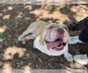Mutt Dogs for adoption in Fremont, CA, USA