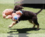 Small #2 German Shepherd Dog Mix