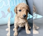 Puppy Puppy 2 Cavapoo (Miniature)