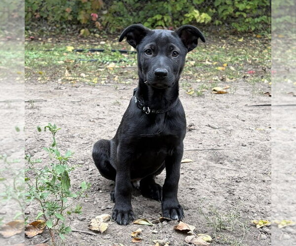 Medium Photo #1 Shepradors Puppy For Sale in Minneapolis, MN, USA