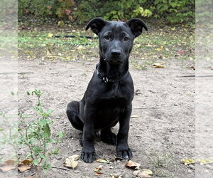 Shepradors Dogs for adoption in Minneapolis, MN, USA