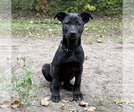 Bubba - Male Shepradors Dog for Adoption - Small photo
