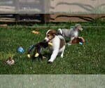Small Photo #5 Collie Puppy For Sale in PARIS, MI, USA