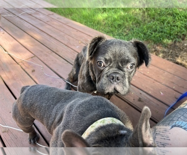 Medium Photo #16 French Bulldog Puppy For Sale in CHARLOTTE, NC, USA