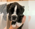 Small Photo #2 Boxer Puppy For Sale in WILMINGTON, NC, USA