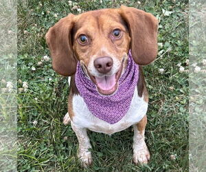 Beagle Dogs for adoption in Batavia, OH, USA