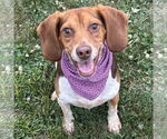 Small Beagle
