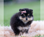 Small #2 Pomeranian