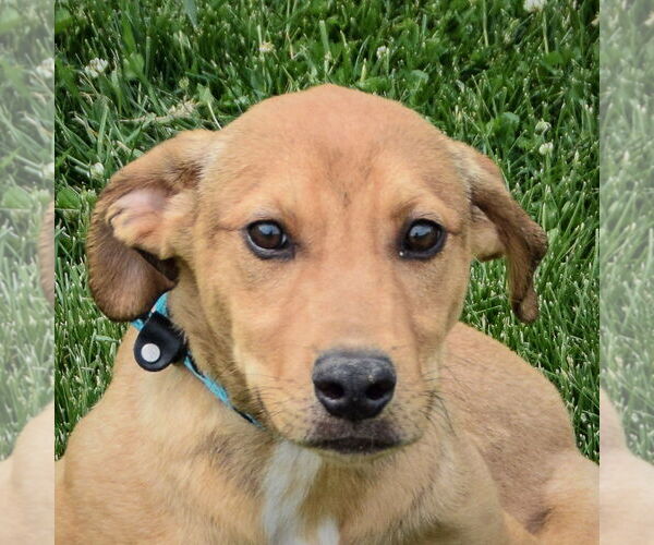 Medium Photo #6 Boxador Puppy For Sale in Huntley, IL, USA