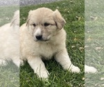 Small #6 Great Pyrenees