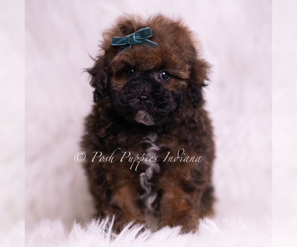 Medium Photo #3 Poodle (Toy) Puppy For Sale in WARSAW, IN, USA