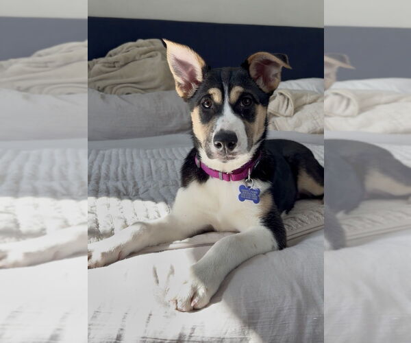 Medium Photo #12 Alaskan Malamute-Unknown Mix Puppy For Sale in Oak Bluffs, MA, USA