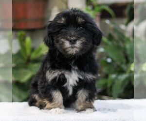 Havanese Puppy for sale in EAST EARL, PA, USA