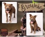 Small #1 American Pit Bull Terrier