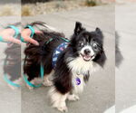 Small #3 Pomeranian