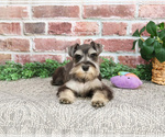 Small Photo #6 Schnauzer (Miniature) Puppy For Sale in SYRACUSE, IN, USA