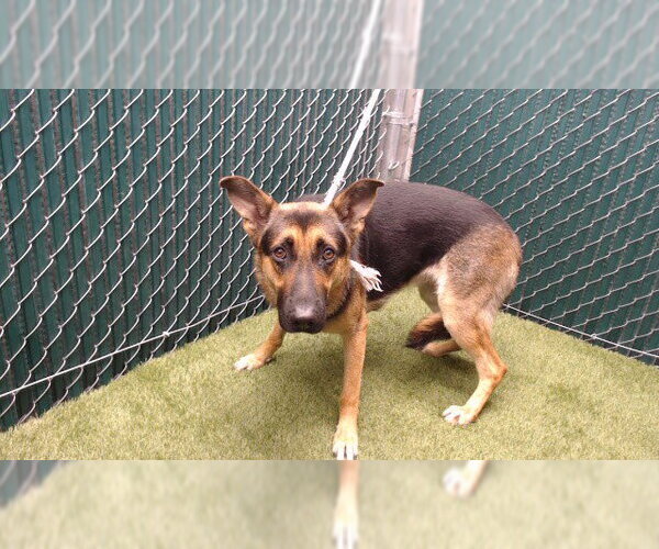 Medium Photo #1 German Shepherd Dog-Unknown Mix Puppy For Sale in Downey, CA, USA