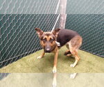 STRAWBERRY - Female German Shepherd Dog-Unknown Mix Dog for Adoption - Small photo