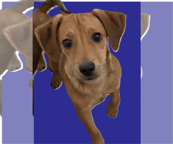 Medium Photo #1 Dachsador Puppy For Sale in The Woodlands, TX, USA