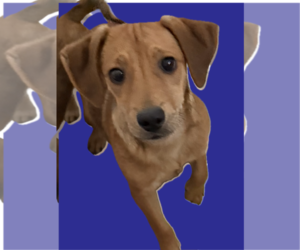 Dachsador Dogs for adoption in The Woodlands, TX, USA