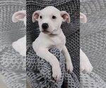 Small Photo #7 Bull Terrier-Unknown Mix Puppy For Sale in McKinney, TX, USA
