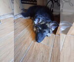 Small #1 German Shepherd Dog