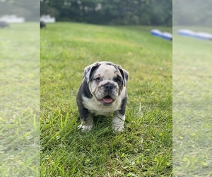 English Bulldog Puppy for sale in OGDEN, NY, USA