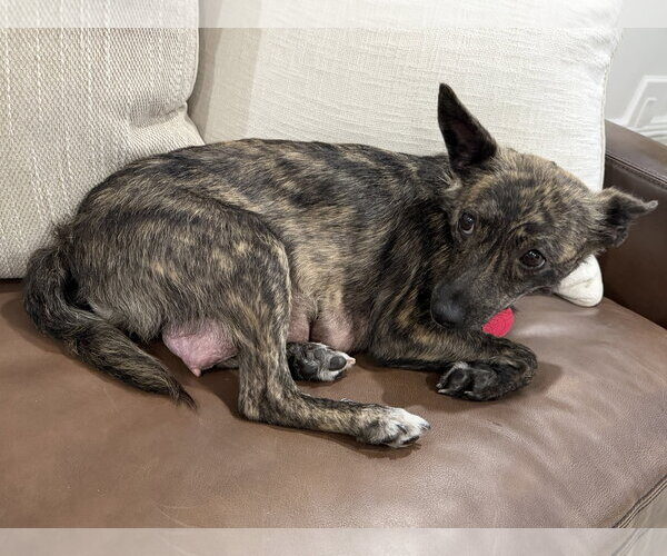 Medium Photo #4 Mutt Puppy For Sale in Royal Palm Beach, FL, USA