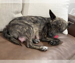 Small #3 Mutt