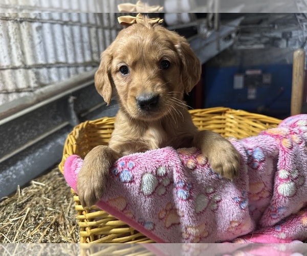 Medium Photo #7 Golden Retriever Puppy For Sale in WITHEE, WI, USA