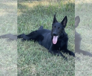 German Shepherd Dog Puppy for Sale in WACO, Texas USA