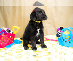 Small Photo #5 Labradoodle Puppy For Sale in PEYTON, CO, USA