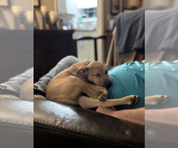 Medium Photo #6 Mutt Puppy For Sale in Holly Springs, NC, USA