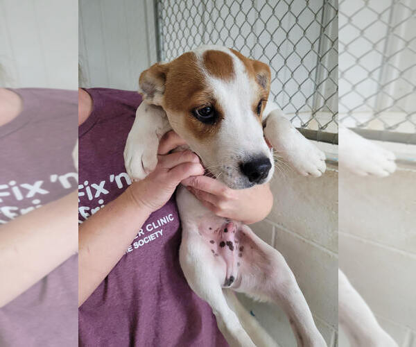 Medium Photo #4 American Pit Bull Terrier-Unknown Mix Puppy For Sale in Linton, IN, USA