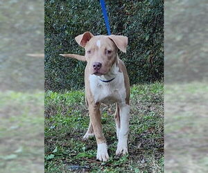 American Pit Bull Terrier-Unknown Mix Dogs for adoption in Wetumpka, AL, USA