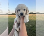 Puppy Yellow Golden Retriever