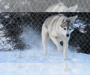 Mother of the Siberian Husky puppies born on 02/23/2024