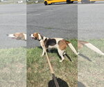 Small Photo #8 Mutt Puppy For Sale in Rustburg, VA, USA
