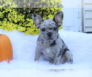 French Bulldog Puppy for sale in FREDERICKSBG, OH, USA