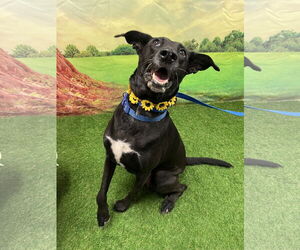 Fia - Female Borador Dog for Adoption - Photo #2