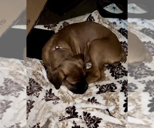 Medium Photo #37 Boxer Puppy For Sale in COWETA, OK, USA