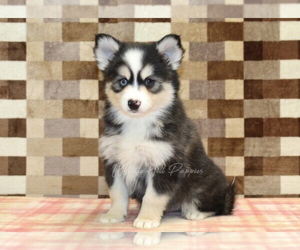 Medium Photo #4 Pomsky Puppy For Sale in DENVER, PA, USA