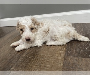 Poodle (Standard) Puppy for sale in BENTON, IL, USA