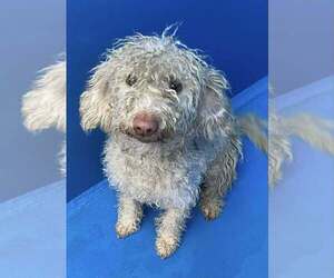 Poodle (Miniature) Mix Dog for Adoption in Calgary, Alberta Canada
