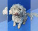 Small Poodle (Miniature) Mix